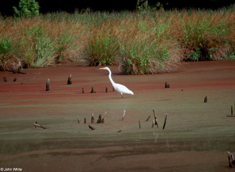 Great Egret 5; DISPLAY FULL IMAGE.