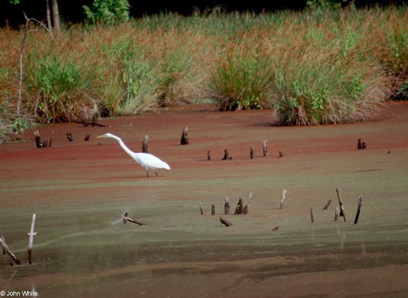 Great Egret 6; DISPLAY FULL IMAGE.