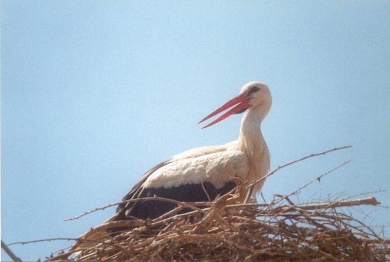 Birds from Greece - Stork1.jpg; DISPLAY FULL IMAGE.
