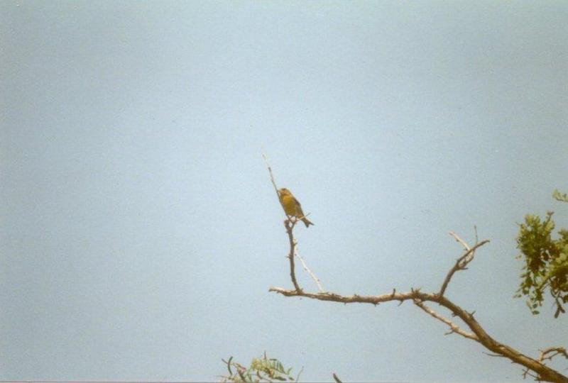Birds from Greece - Greenfinch.jpg; DISPLAY FULL IMAGE.