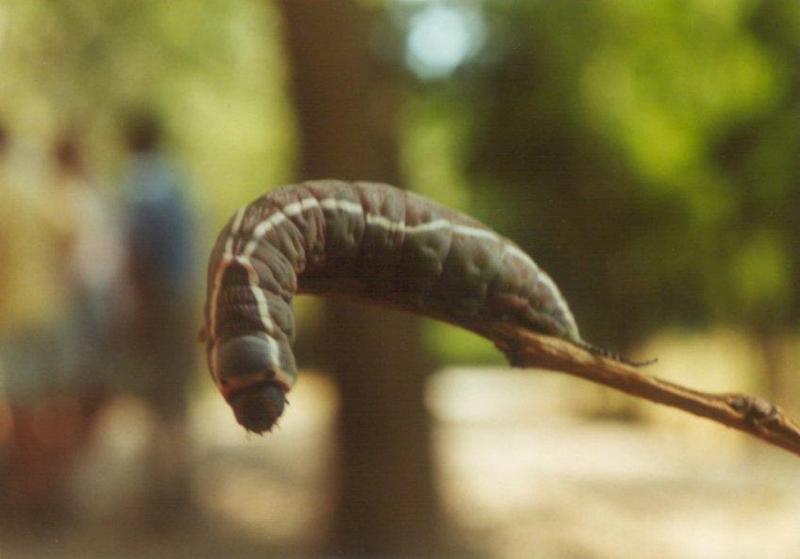 Insects from Greece 2 - Puss Moth caterpillar; DISPLAY FULL IMAGE.