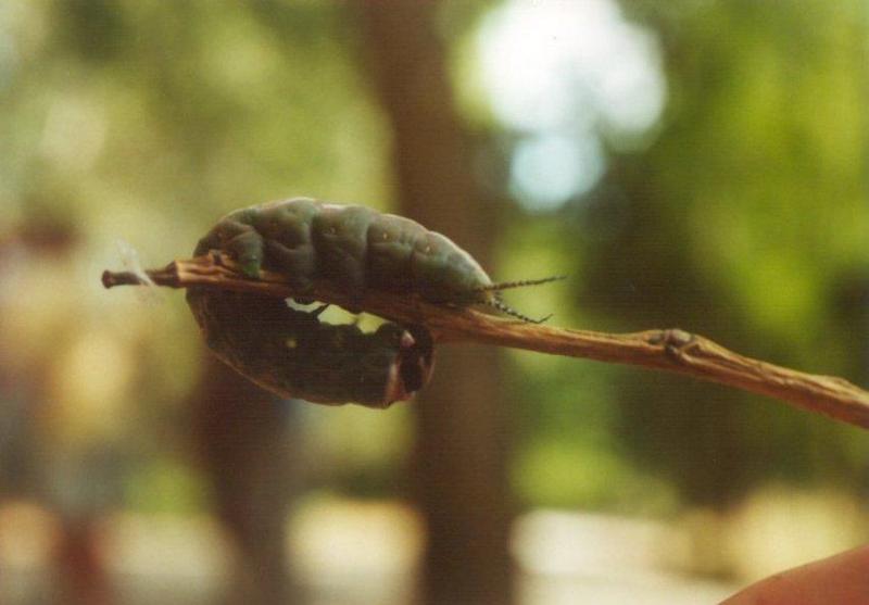 Insects from Greece 2 - Puss Moth caterpillar; DISPLAY FULL IMAGE.