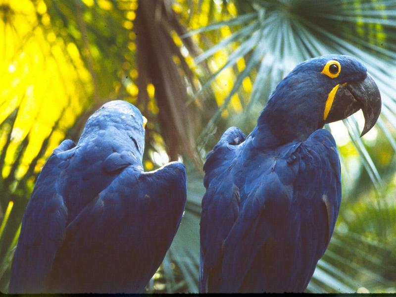 Blue macaw - BlueMacaw.jpg; DISPLAY FULL IMAGE.