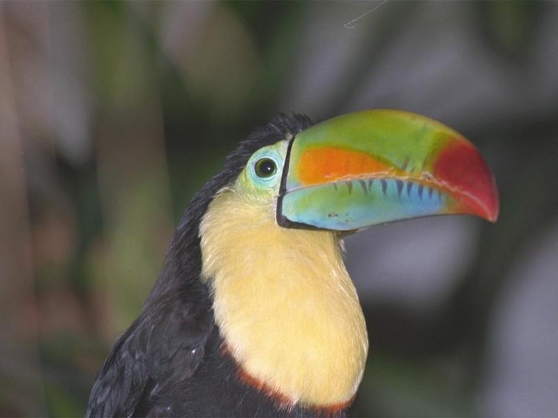 Re: Request Toucan Pics - IMG0004.jpg - Keel-billed Toucan (Ramphastos sulfuratus); DISPLAY FULL IMAGE.