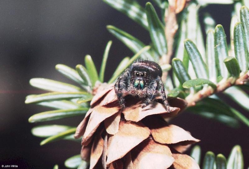 Jumping Spider; DISPLAY FULL IMAGE.