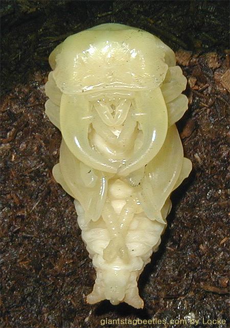 A male pupa of the giant stagbeetle(scientific name: Dorcus curvidens binodulus Waterhouse); Image ONLY