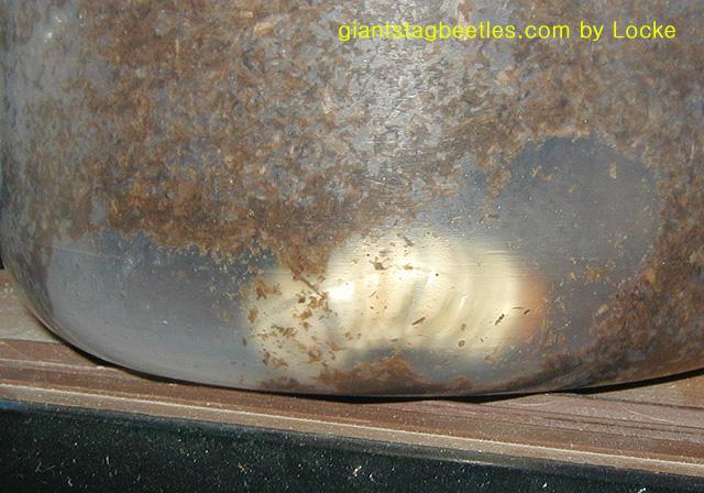 Giant stagbeetle larva; Image ONLY