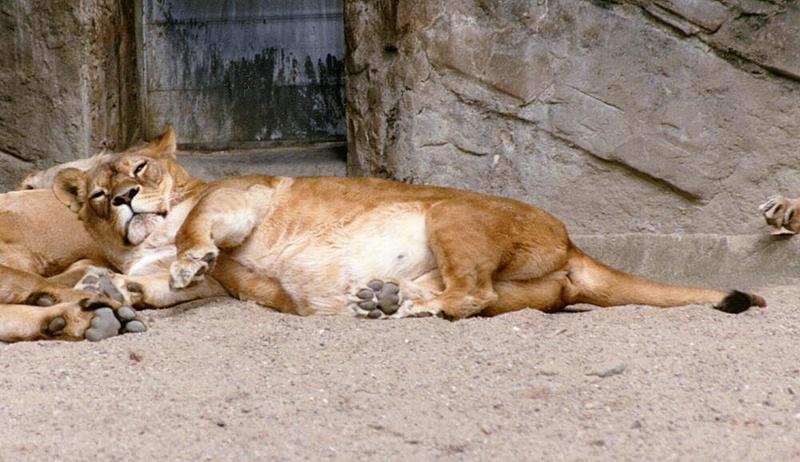 More Hagenbeck Zoo - No Tiger this time but the Queen of Beasts; DISPLAY FULL IMAGE.