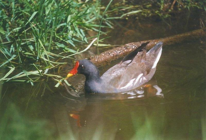 Birds from Holland - moorhen.jpg; DISPLAY FULL IMAGE.