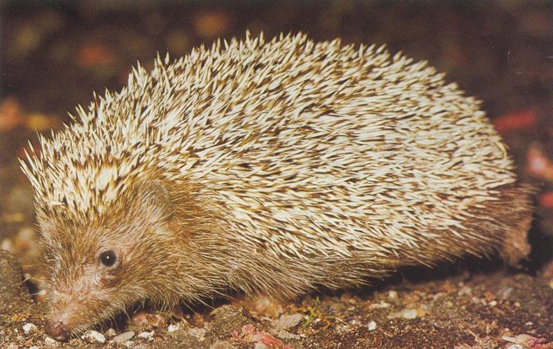 Re: Hedgehogs - egel2.jpg -- West European Hedgehog (Erinaceus europaeus); DISPLAY FULL IMAGE.
