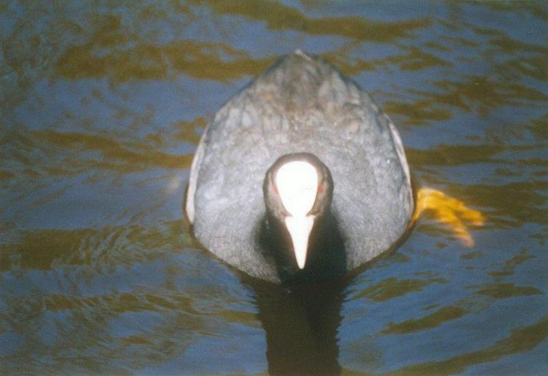 Birds from Holland - coot3.jpg; DISPLAY FULL IMAGE.