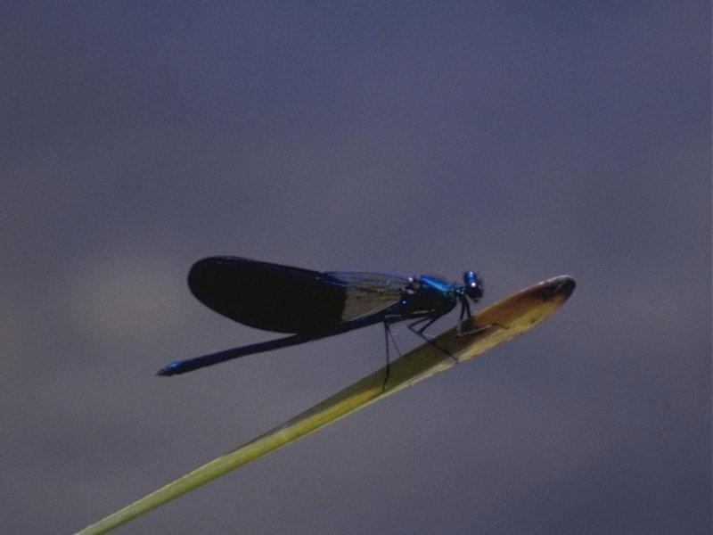 Re: req: insect pix - damselfly.jpg; DISPLAY FULL IMAGE.
