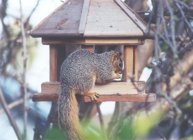 Fox Squirrel march1.jpg (1/1); DISPLAY FULL IMAGE.