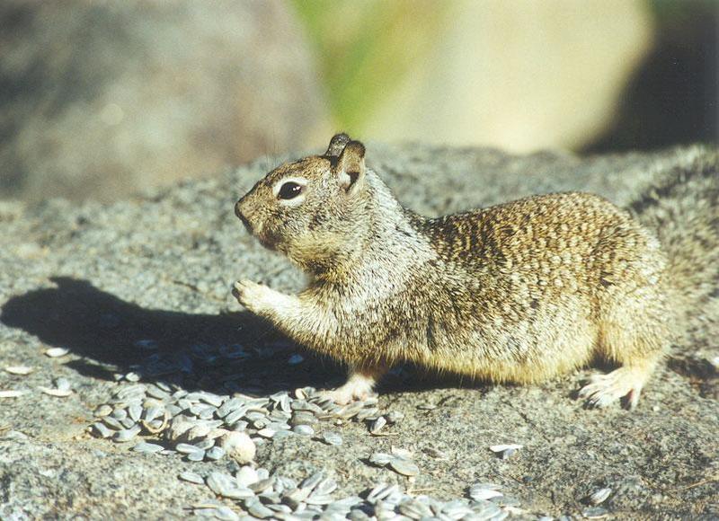 Calif Ground Squirrel march4.jpg (1/1); DISPLAY FULL IMAGE.