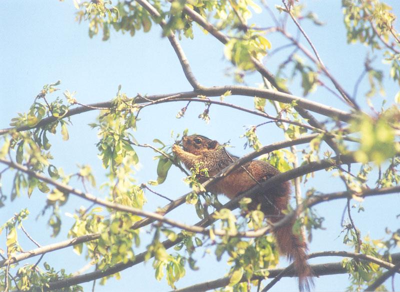 Fox Squirrel march8.jpg (1/1); DISPLAY FULL IMAGE.