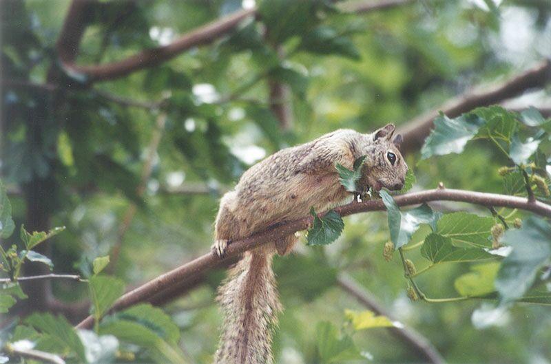 squirrel - may3.jpg; DISPLAY FULL IMAGE.