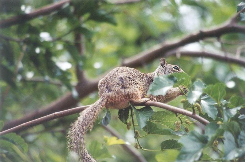 squirrel - may4.jpg; DISPLAY FULL IMAGE.
