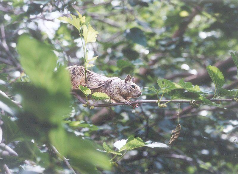 squirrel - may5.jpg; DISPLAY FULL IMAGE.