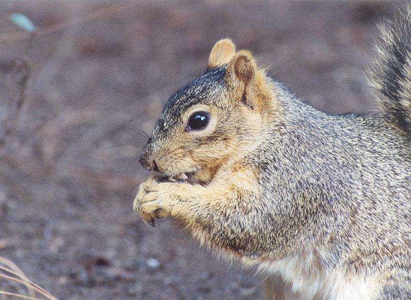 Squirrel may1.jpg (1/1) 135k; DISPLAY FULL IMAGE.