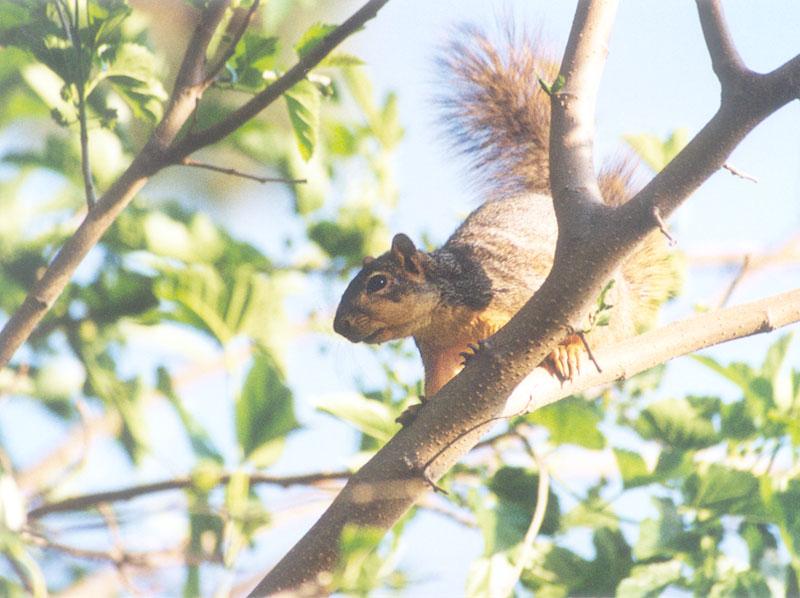 Squirrel may2.jpg (1/1) 99k; DISPLAY FULL IMAGE.