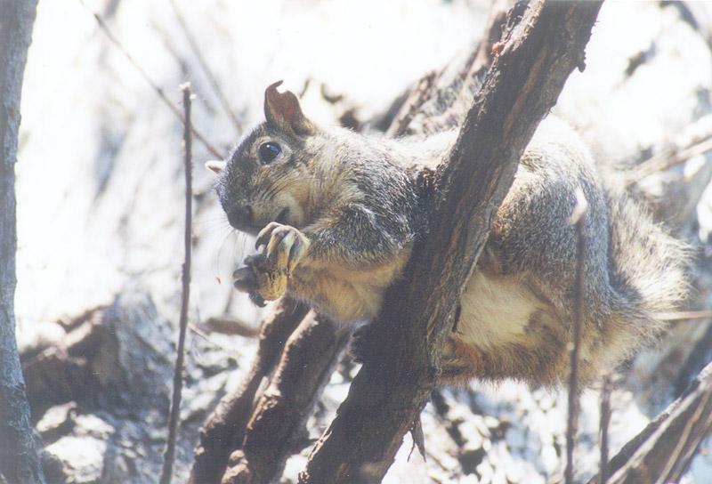 Squirrel may3.jpg (1/1) 117k; DISPLAY FULL IMAGE.