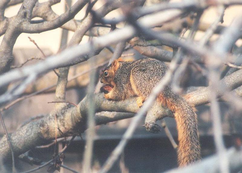 Squirrel may5.jpg (1/1) 99k; DISPLAY FULL IMAGE.