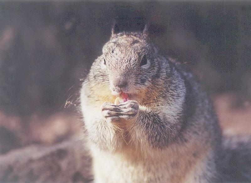 Squirrel may6.jpg (1/1) 86k; DISPLAY FULL IMAGE.