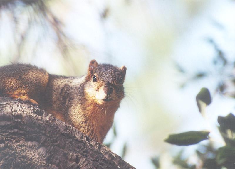 Squirrel may8.jpg (1/1) 94k; DISPLAY FULL IMAGE.