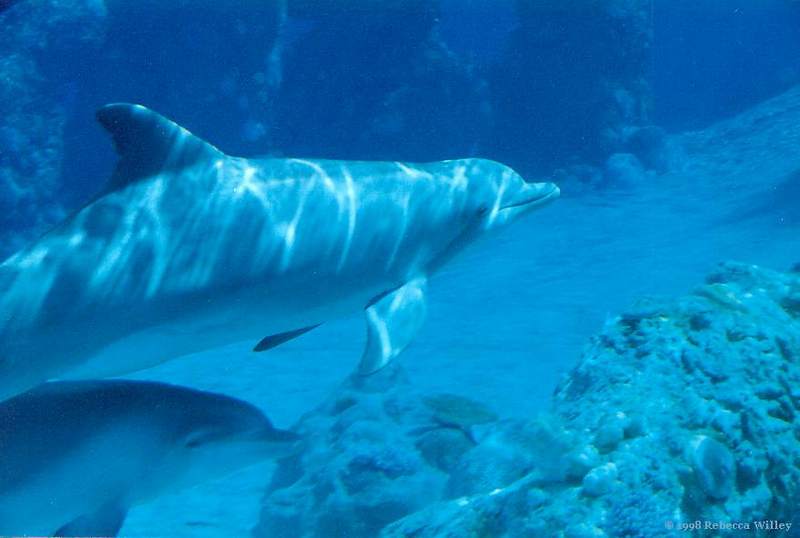 Dolphins in the Mirage Sanctuary; DISPLAY FULL IMAGE.