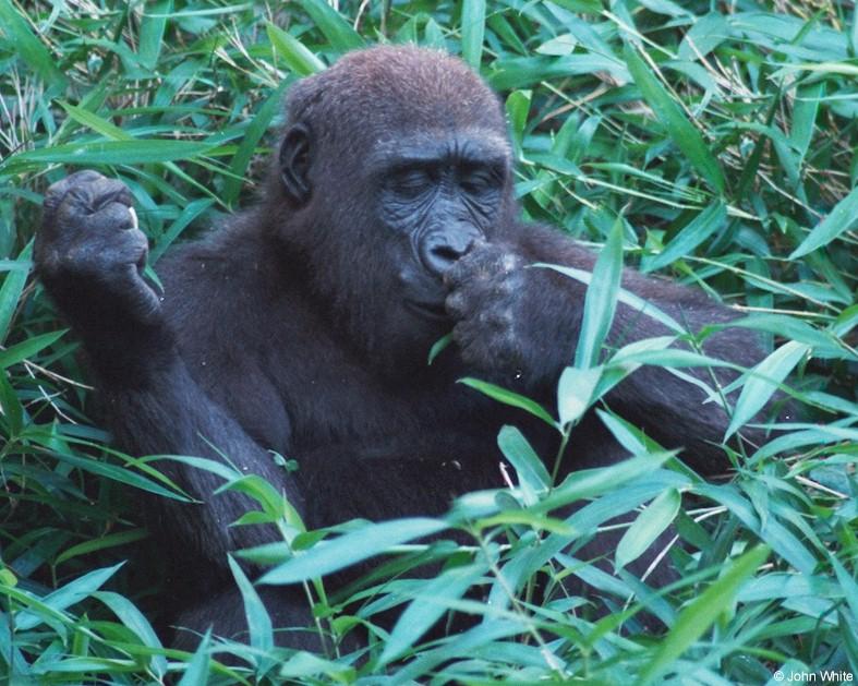 Mountain Gorilla 3; DISPLAY FULL IMAGE.