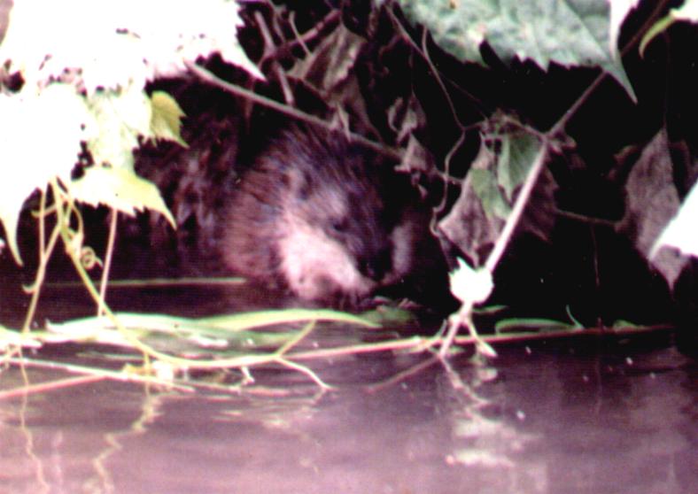Muskrat in stream; DISPLAY FULL IMAGE.