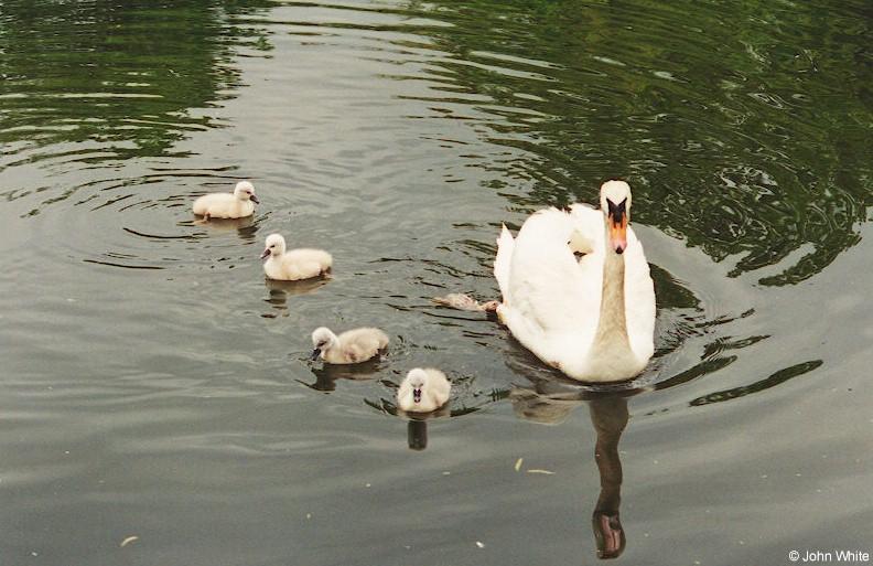 Re: Request:  Swan pictures; DISPLAY FULL IMAGE.