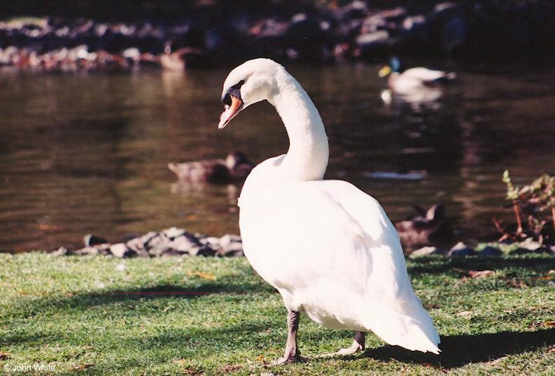 Re: Request:  Swan pictures; DISPLAY FULL IMAGE.