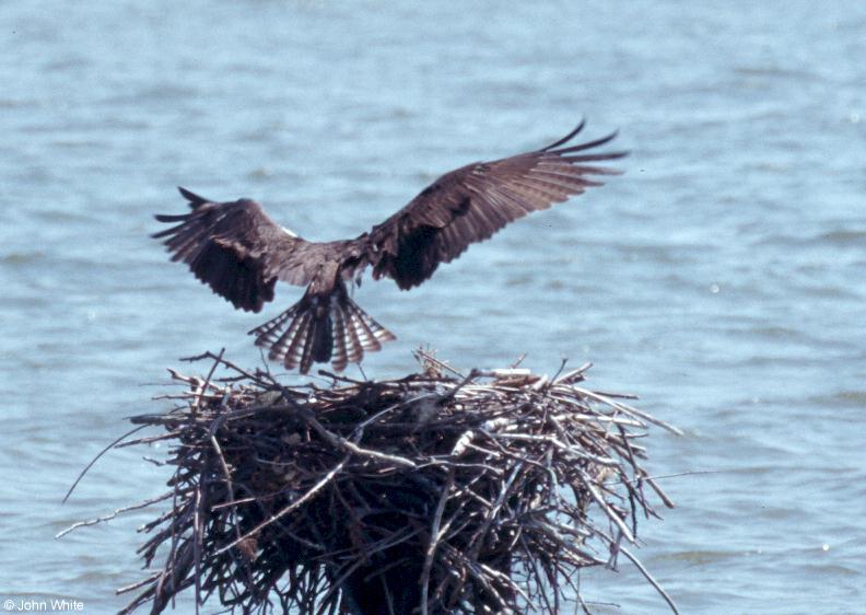 Osprey 1; DISPLAY FULL IMAGE.
