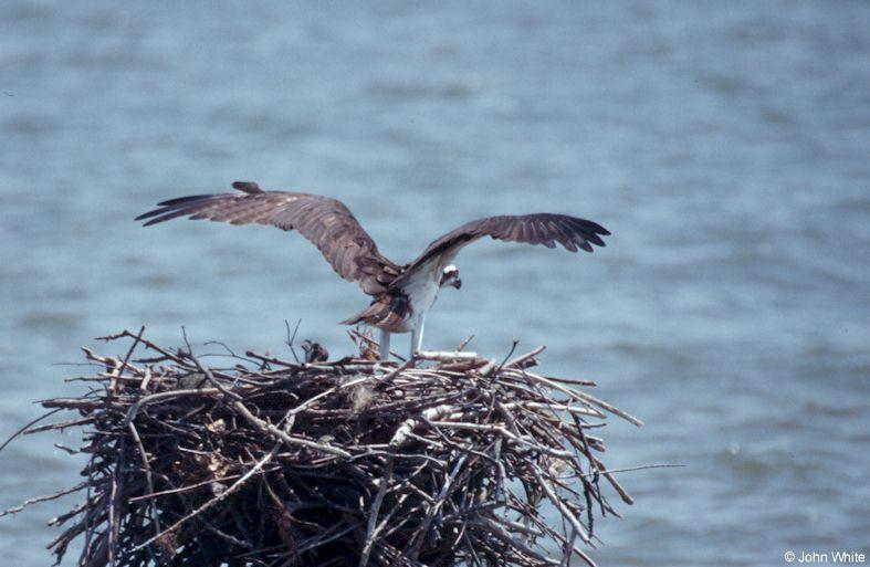 Osprey 5; DISPLAY FULL IMAGE.