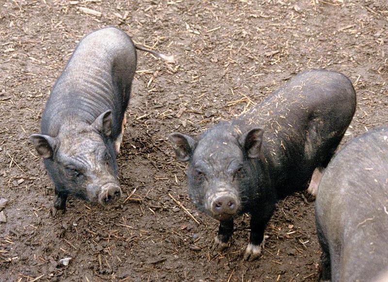 More from Kruezen Animal Park - Pot-bellied Piglets; DISPLAY FULL IMAGE.