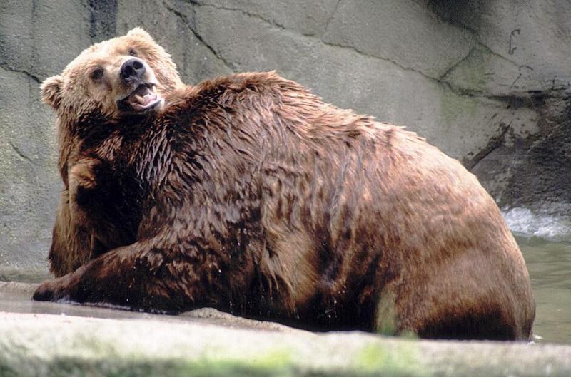 Hagenbeck Zoo - tired of those tigers? Here's some bears enjoying the pool; DISPLAY FULL IMAGE.