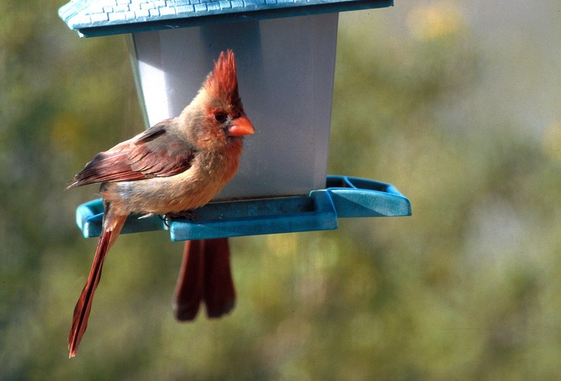 Re: Request pictures of songbirds and other wild birds - TIA  :); DISPLAY FULL IMAGE.