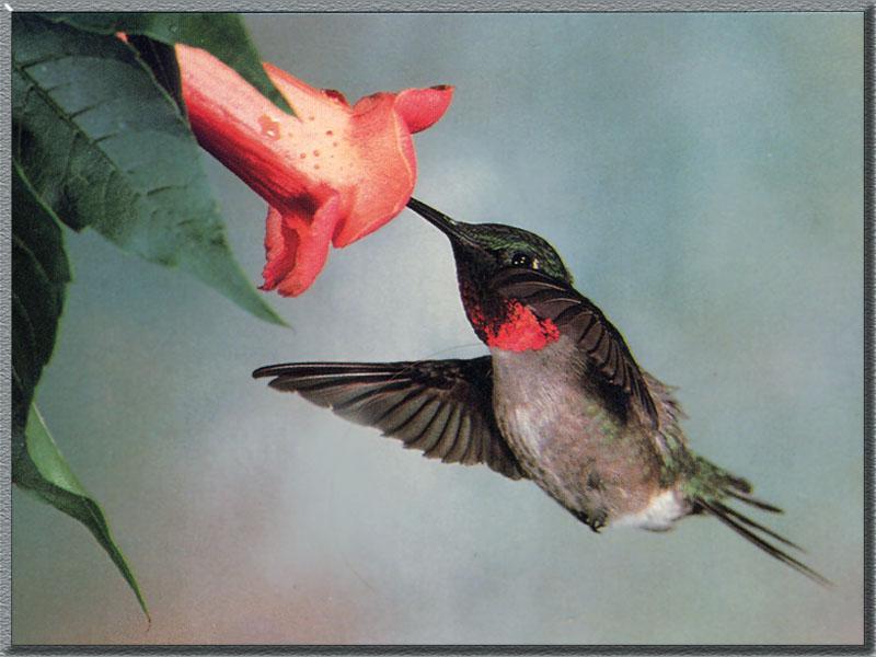 Ruby-throated Hummingbird  (7); DISPLAY FULL IMAGE.