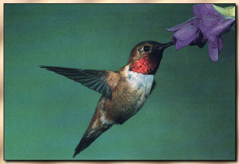 Hummingbird - Rufous; DISPLAY FULL IMAGE.
