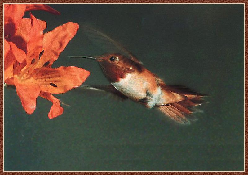 Hummingbird - Rufous; DISPLAY FULL IMAGE.