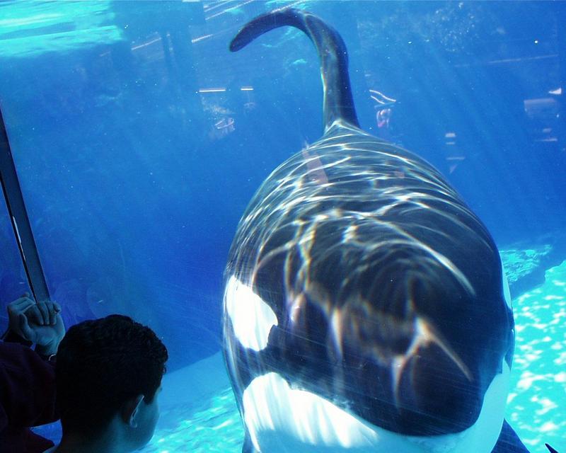 Re: pics of sea animals - Orca; DISPLAY FULL IMAGE.
