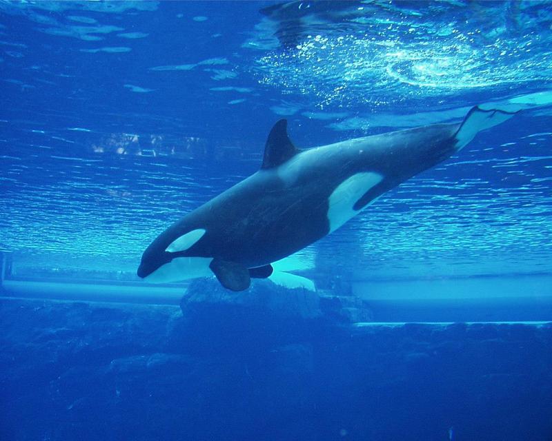 Re: pics of sea animals - Orca; DISPLAY FULL IMAGE.