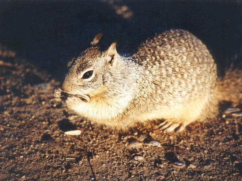 Calif. Ground Squirrel skwerl1.jpg; DISPLAY FULL IMAGE.