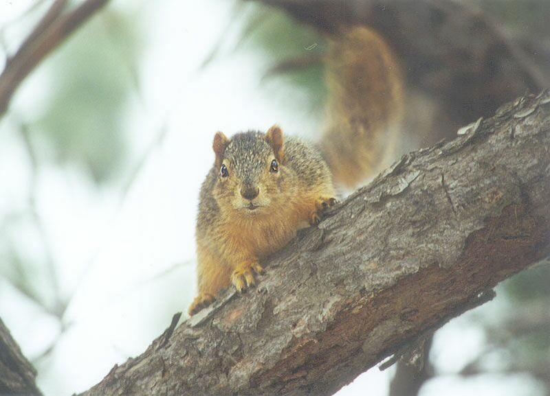 Fox squirrel fox skwerl2.jpg; DISPLAY FULL IMAGE.