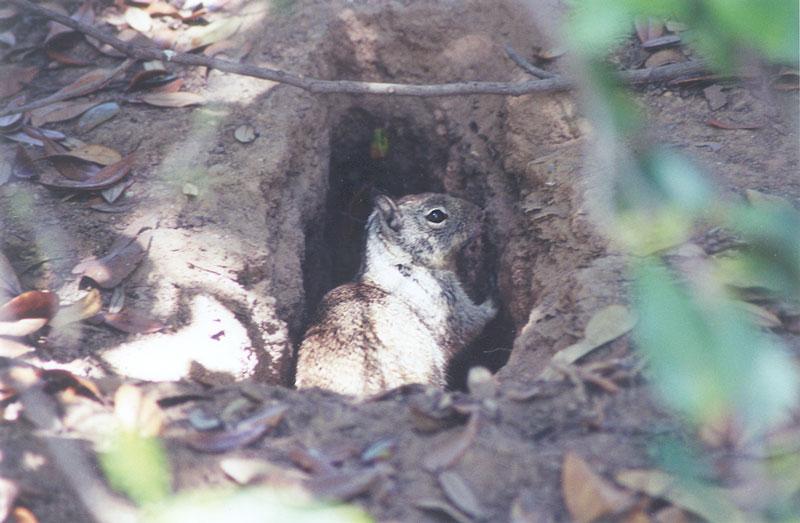 Calif. Ground Squirrel skwerl4.jpg; DISPLAY FULL IMAGE.