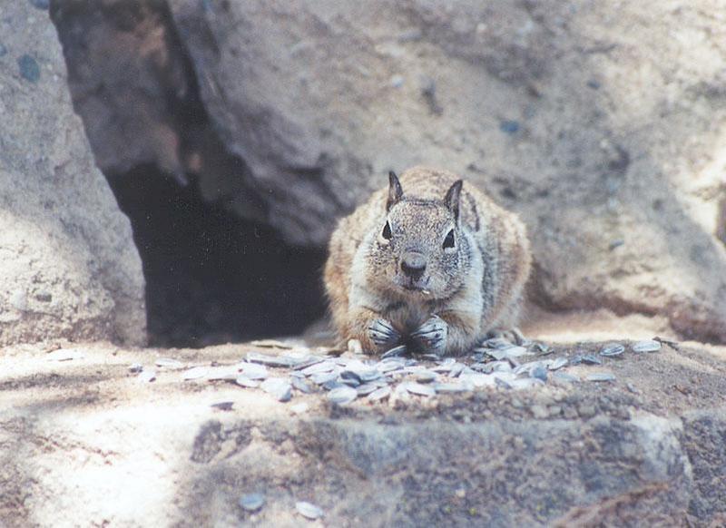 Calif. Ground Squirrel skwerl5.jpg; DISPLAY FULL IMAGE.