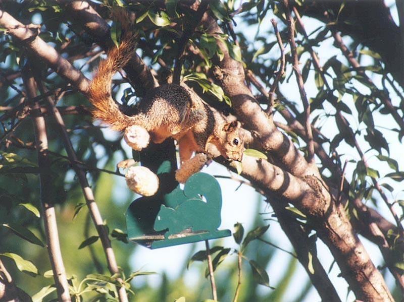 Fox squirrel skwerl8.jpg; DISPLAY FULL IMAGE.