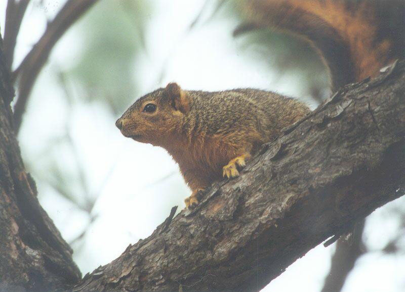 Fox squirrel skwerl15.jpg; DISPLAY FULL IMAGE.