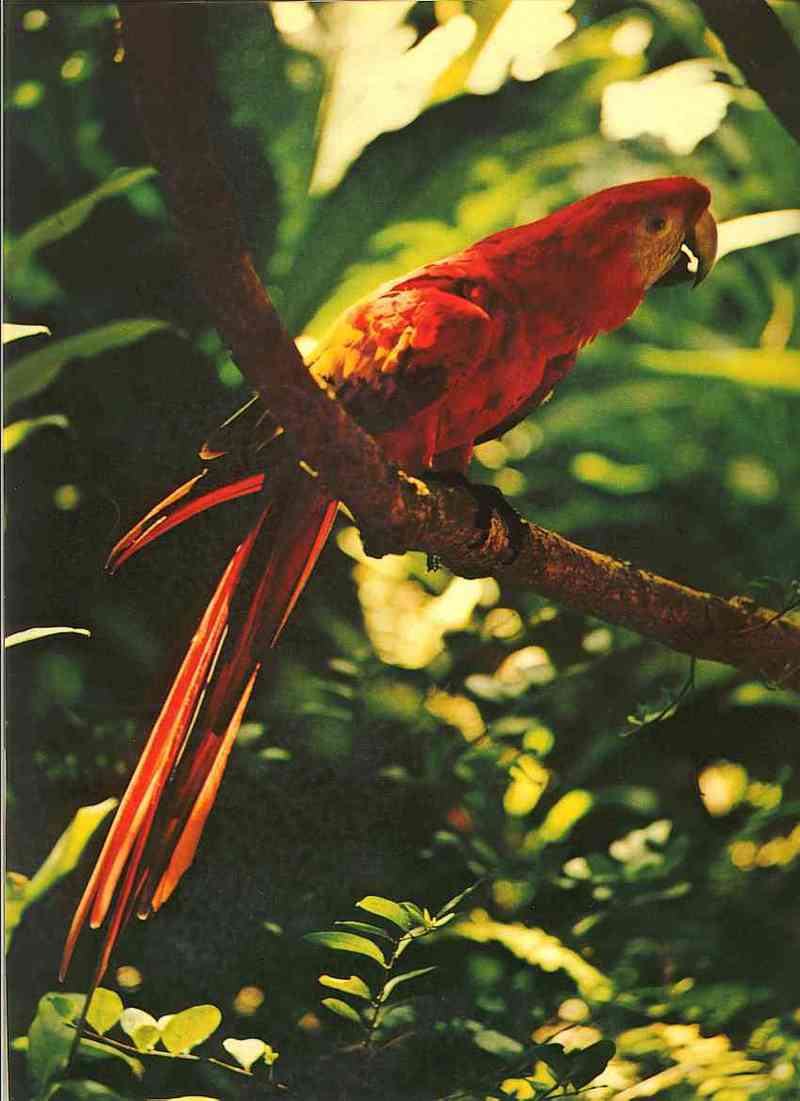 South-American-Macao; DISPLAY FULL IMAGE.